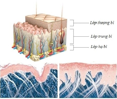 Cần biết - Chống lão hóa da bằng tế bào gốc - Làn da tươi trẻ từ sâu bên trong  (Hình 3).