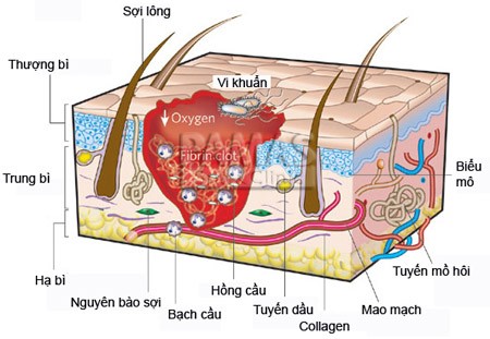 Cần biết - 80% hôi nách liên quan đến di truyền 