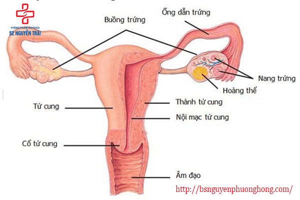 Cần biết - Bệnh đa nang buồng trứng có nguy hiểm không?