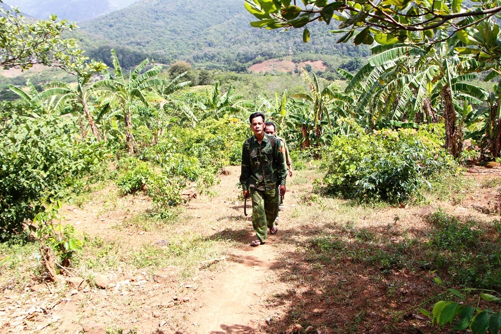 Tin nhanh - Katơr Kinh đứng lên sau vấp ngã, 'chữa lành vết thương' cho rừng (Hình 3).