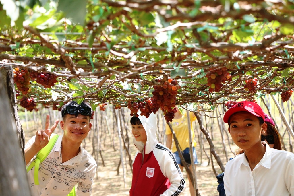 Những vườn nho chín mọng, lúc lỉu trên cành là điểm lý tưởng tuyệt vời để du khách thoải mái chụp ảnh, tạo ra những kiểu đẹp. (Ảnh: Duy Quan).