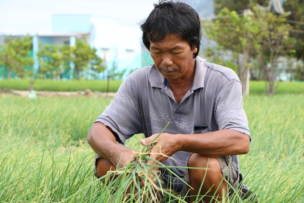 Tiêu dùng & Dư luận - Nông dân trồng hành Ninh Thuận lao đao vì... thương lái 'ngó lơ'