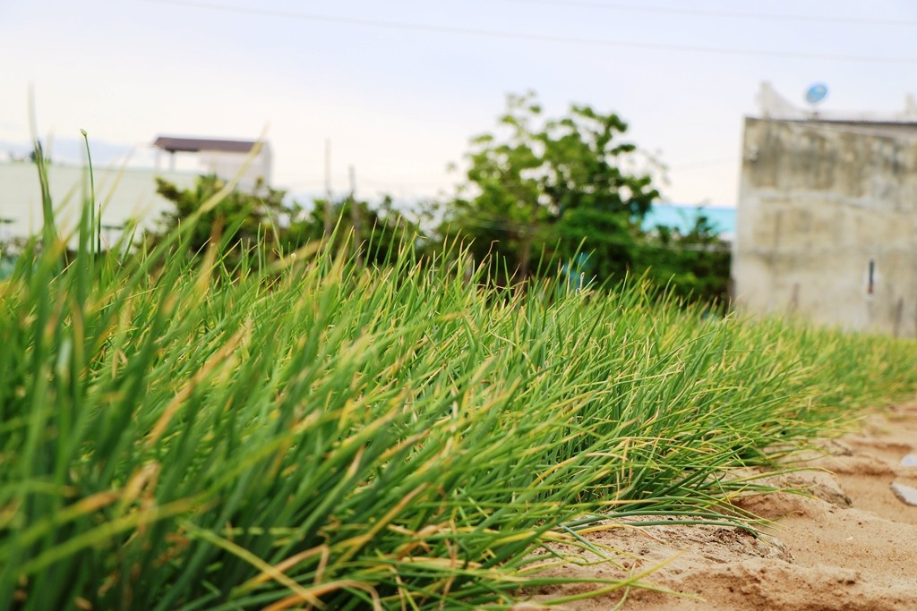 Tiêu dùng & Dư luận - Nông dân trồng hành Ninh Thuận lao đao vì... thương lái 'ngó lơ' (Hình 2).