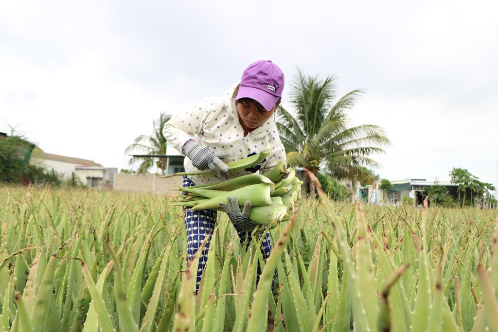 Dân sinh - Nông dân Ninh Thuận được mùa nha đam  (Hình 9).