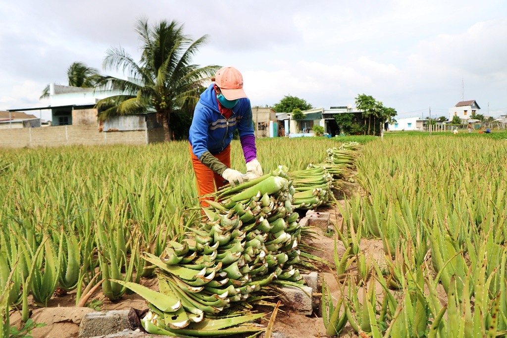 Dân sinh - Nông dân Ninh Thuận được mùa nha đam  (Hình 6).