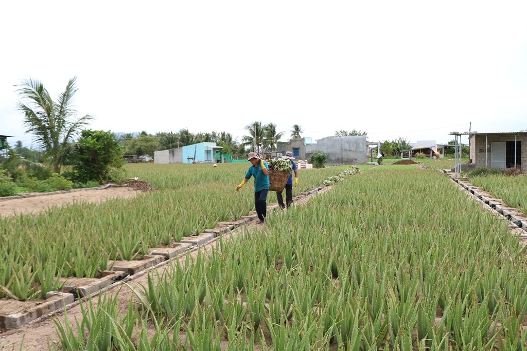 Dân sinh - Nông dân Ninh Thuận được mùa nha đam  (Hình 7).