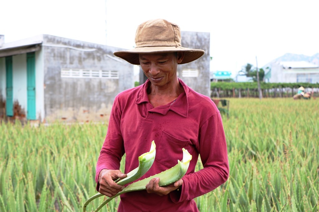 Dân sinh - Nông dân Ninh Thuận được mùa nha đam  (Hình 4).