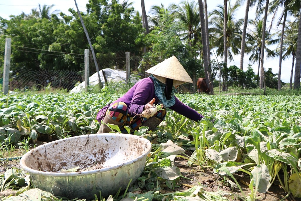 Tin nhanh - Ninh Thuận: Người dân vật vã vì áp thấp nhiệt đới sau cơn bão số 8 (Hình 12).