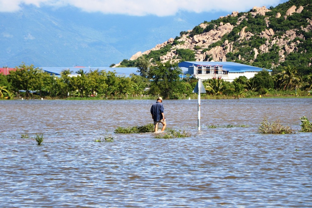 Môi trường - Nông dân Ninh Thuận bì bõm lội nước, thu hoạch trái cây để 'bán đổ bán tháo' (Hình 8).