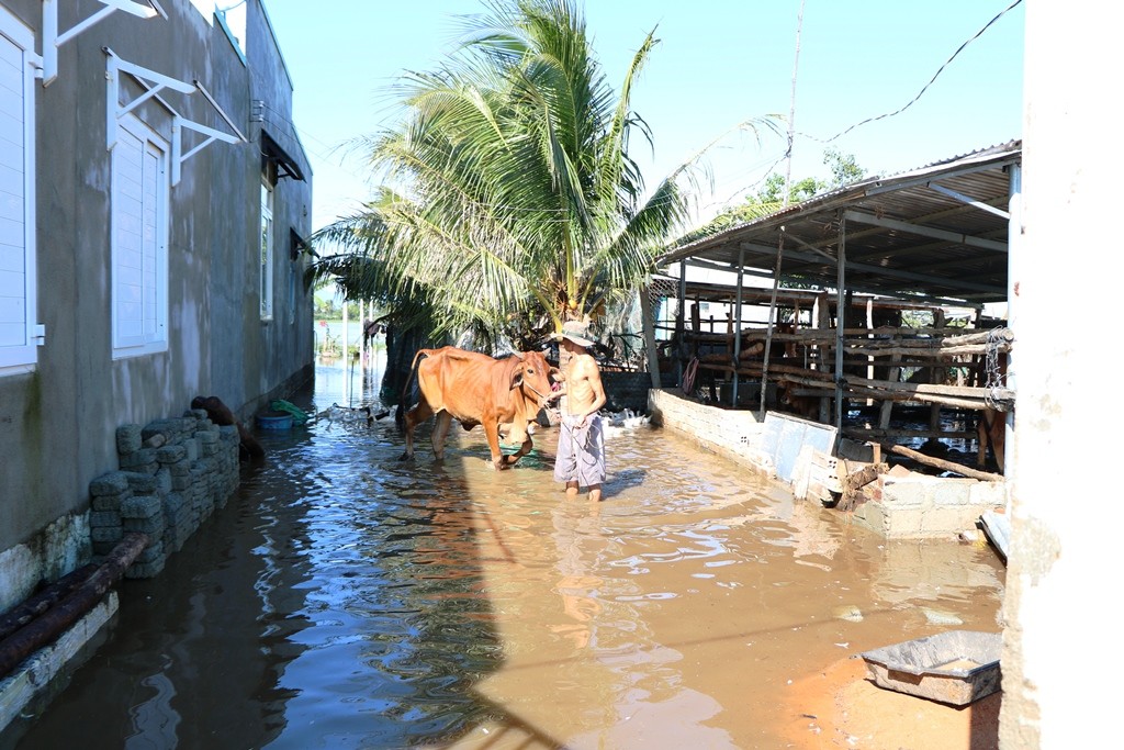 Môi trường - Nông dân Ninh Thuận bì bõm lội nước, thu hoạch trái cây để 'bán đổ bán tháo' (Hình 9).