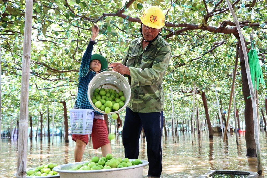 Môi trường - Nông dân Ninh Thuận bì bõm lội nước, thu hoạch trái cây để 'bán đổ bán tháo' (Hình 10).