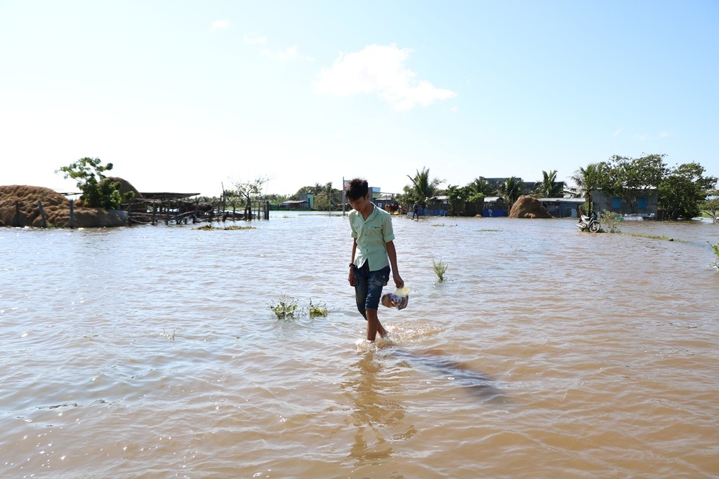 Môi trường - Nông dân Ninh Thuận bì bõm lội nước, thu hoạch trái cây để 'bán đổ bán tháo' (Hình 4).