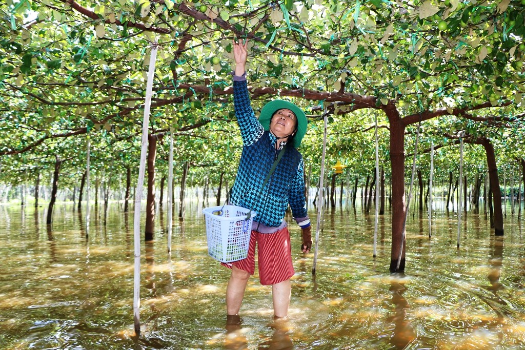 Môi trường - Nông dân Ninh Thuận bì bõm lội nước, thu hoạch trái cây để 'bán đổ bán tháo' (Hình 5).