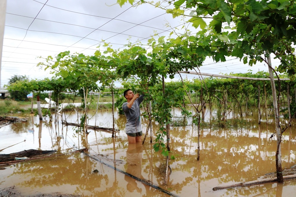 Tin nhanh - Mưa lũ gây thiệt hại nặng nề tại Khánh Hòa và Ninh Thuận (Hình 4).