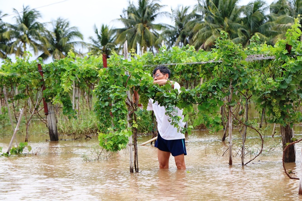 Tin nhanh - Mưa lũ gây thiệt hại nặng nề tại Khánh Hòa và Ninh Thuận (Hình 3).