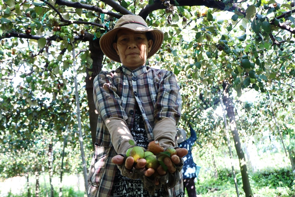 Tiêu dùng & Dư luận - Nông dân Ninh Thuận rớt nước mắt nhìn hàng tấn táo đổ bỏ cho dê, cừu ăn (Hình 13).