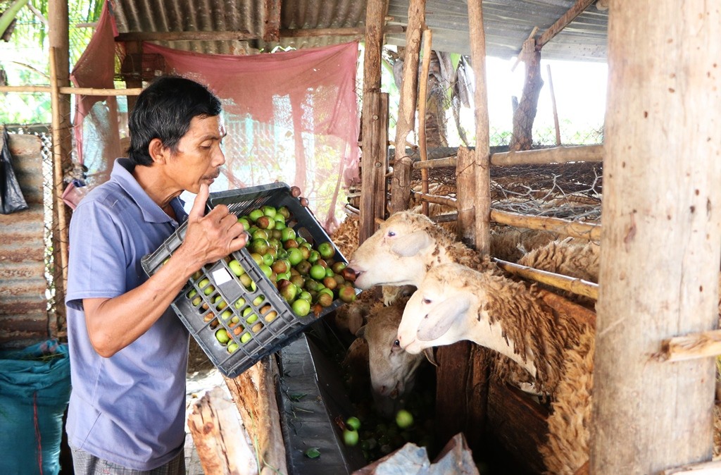 Tiêu dùng & Dư luận - Nông dân Ninh Thuận rớt nước mắt nhìn hàng tấn táo đổ bỏ cho dê, cừu ăn (Hình 4).