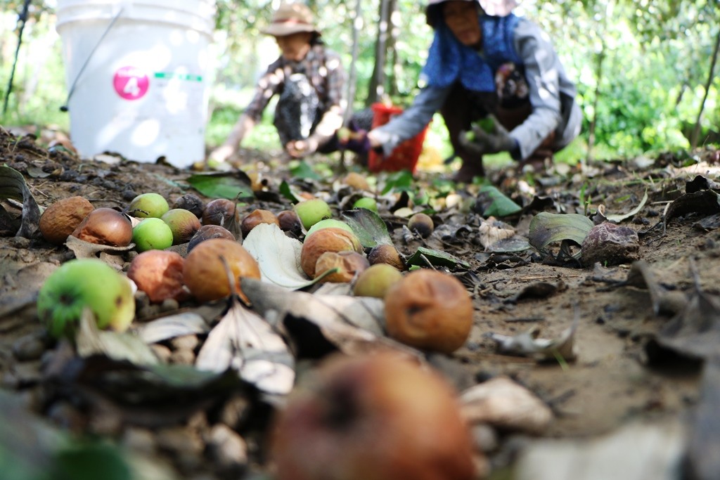 Tiêu dùng & Dư luận - Nông dân Ninh Thuận rớt nước mắt nhìn hàng tấn táo đổ bỏ cho dê, cừu ăn (Hình 3).