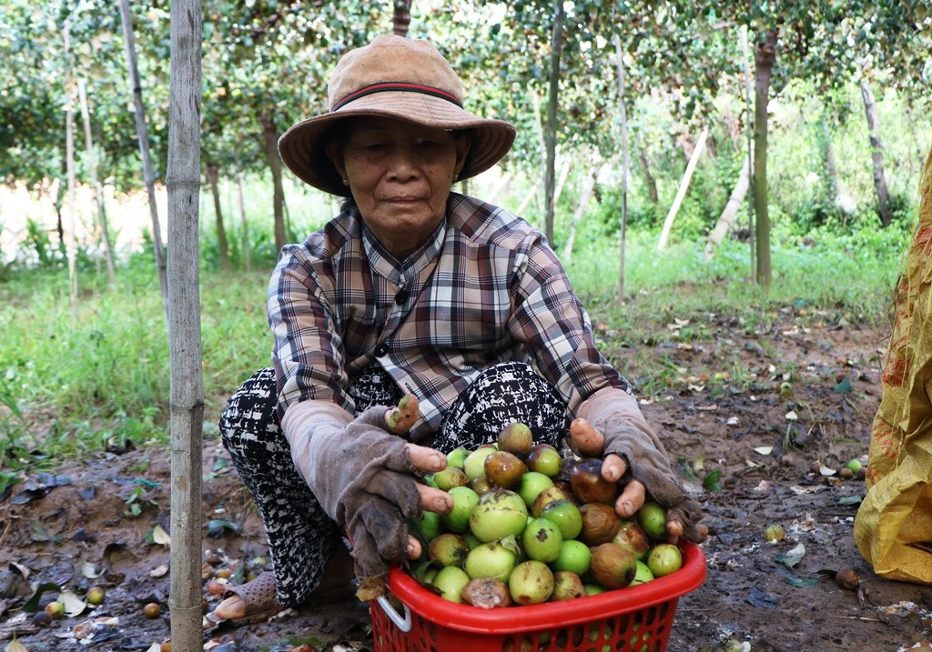 Tiêu dùng & Dư luận - Nông dân Ninh Thuận rớt nước mắt nhìn hàng tấn táo đổ bỏ cho dê, cừu ăn (Hình 8).