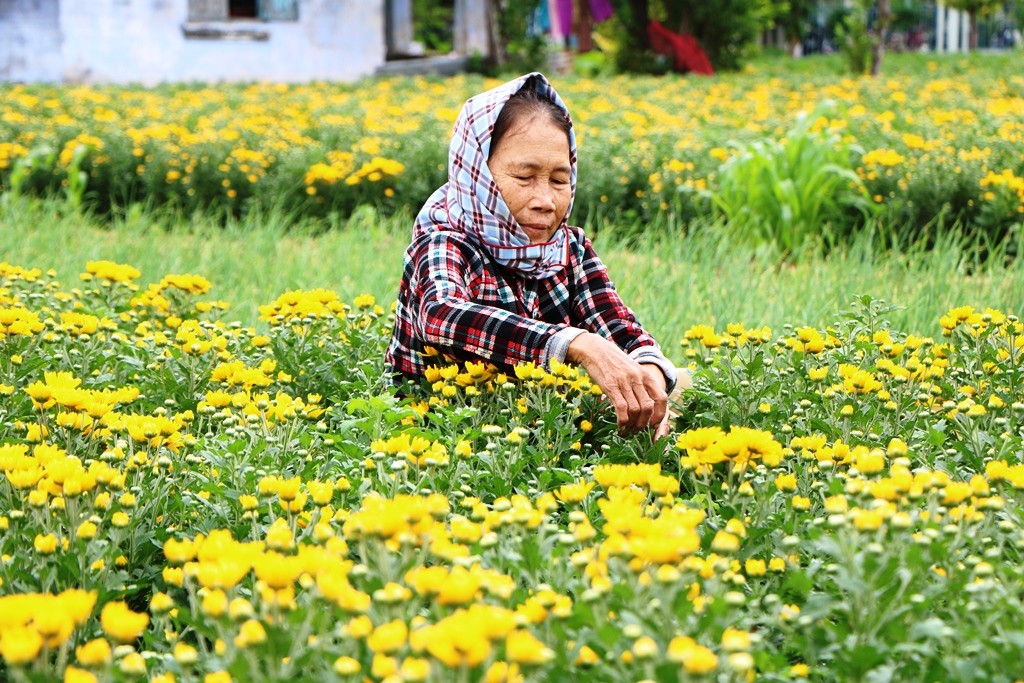 Dân sinh - Làng hoa Mỹ Bình khoe sắc xuân sau mưa bão (Hình 5).