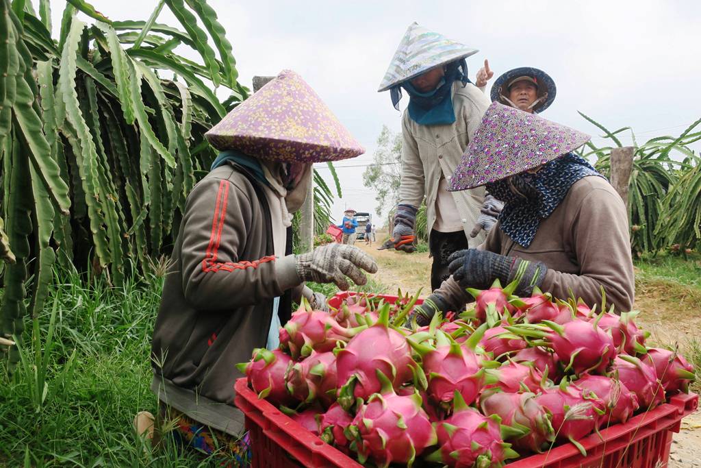 Tiêu dùng & Dư luận - Tiếng thở dài nặng trĩu giữa vườn thanh long Bình Thuận (Hình 3).