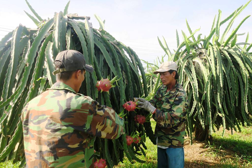 Tiêu dùng & Dư luận - Tiếng thở dài nặng trĩu giữa vườn thanh long Bình Thuận (Hình 2).