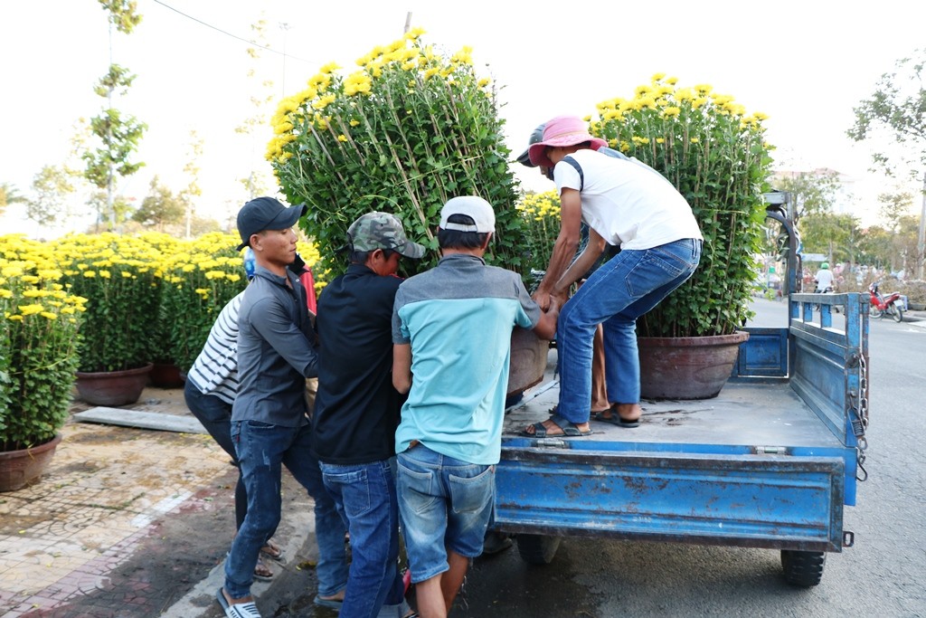 Dân sinh - Ninh Thuận: Hoa Tết đủng đỉnh xuống phố khoe sắc (Hình 6).