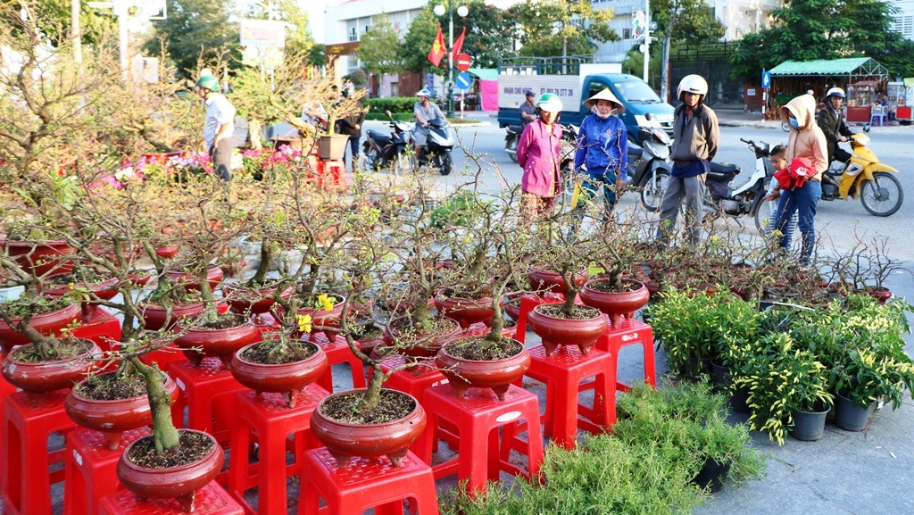 Dân sinh - Ninh Thuận: Hoa Tết đủng đỉnh xuống phố khoe sắc (Hình 9).