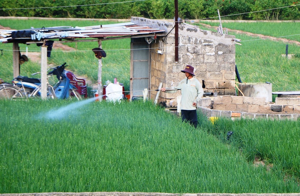 Dân sinh - Chùm ảnh: Nông dân tỉnh Ninh Thuận chọn ngày đẹp ra đồng đầu năm