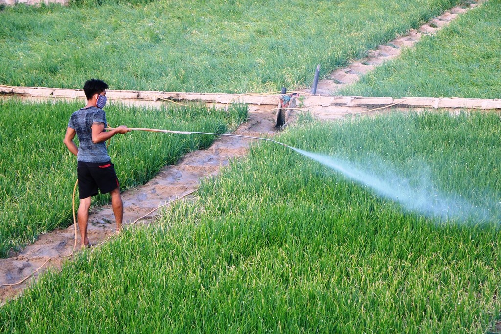 Dân sinh - Chùm ảnh: Nông dân tỉnh Ninh Thuận chọn ngày đẹp ra đồng đầu năm (Hình 2).