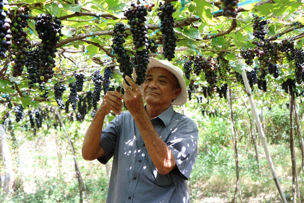 Văn hoá - Vui xuân trên vùng đất đầy nắng và gió Ninh Thuận (Hình 9).