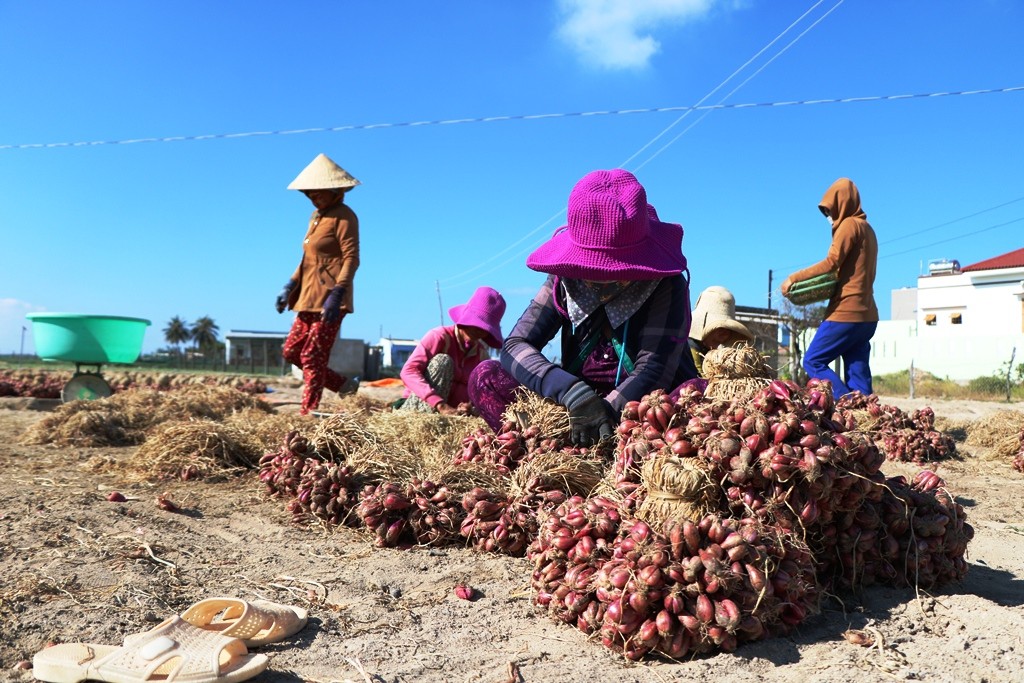 Dân sinh - Chùm ảnh: Nông dân tỉnh Ninh Thuận chọn ngày đẹp ra đồng đầu năm (Hình 3).