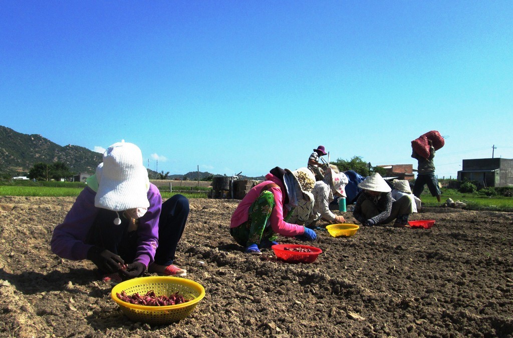 Dân sinh - Chùm ảnh: Nông dân tỉnh Ninh Thuận chọn ngày đẹp ra đồng đầu năm (Hình 6).