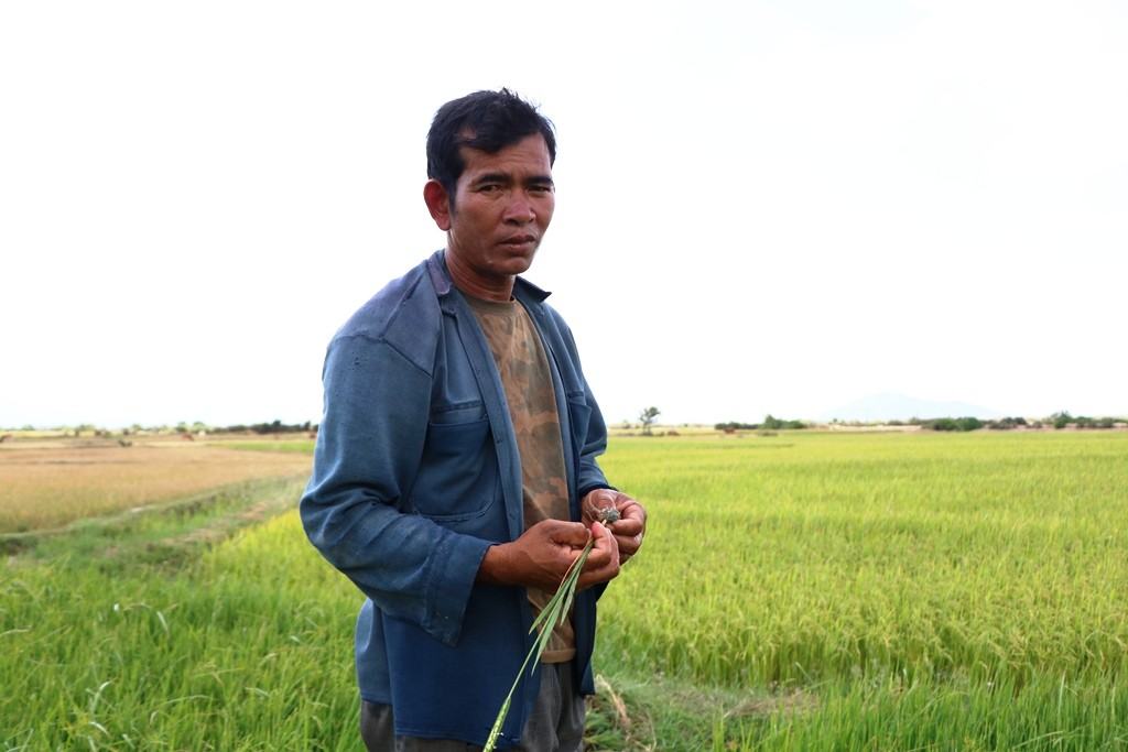 Môi trường - Ninh Thuận: Nông dân “gồng mình” tìm nước cứu lúa (Hình 3).