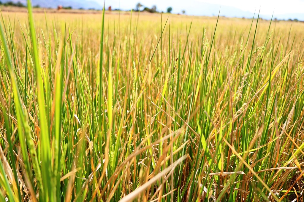 Môi trường - Ninh Thuận: Nông dân “gồng mình” tìm nước cứu lúa (Hình 4).