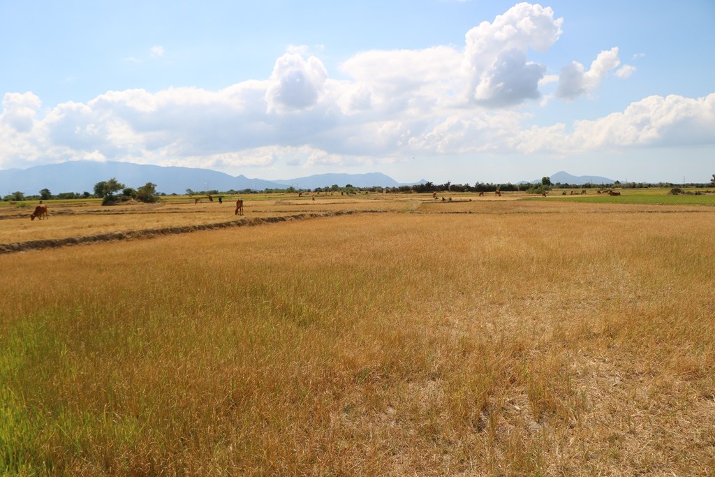 Môi trường - Ninh Thuận: Nông dân “gồng mình” tìm nước cứu lúa (Hình 2).