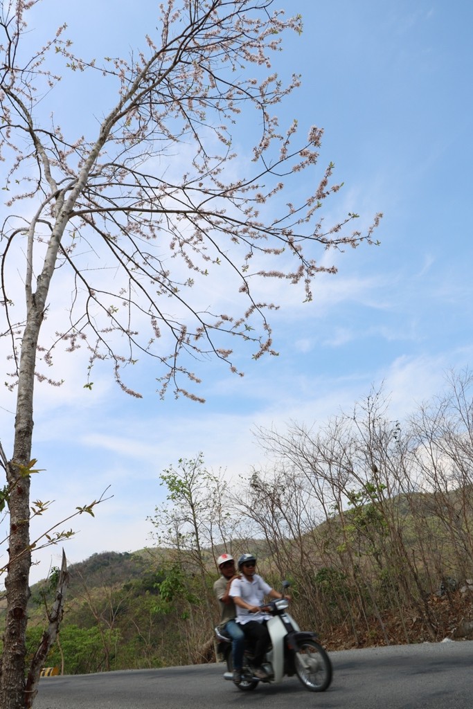 Dân sinh - [Chùm ảnh] Ngắm 'bữa tiệc' hoa giữa núi rừng Ninh Thuận (Hình 2).