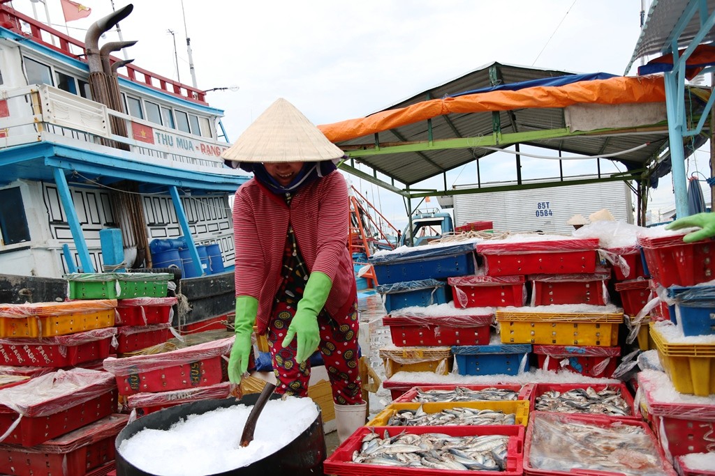 Tin nhanh - Chùm ảnh: Ninh Thuận trở lại nhịp sống thường ngày sau bão số 5 (Hình 2).