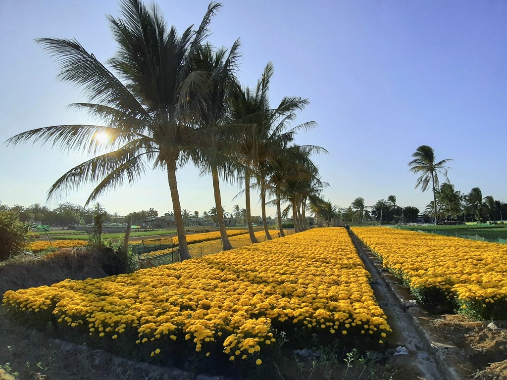 Tin nhanh - Chùm ảnh: Sắc xuân về rực rỡ khắp phố phường Ninh Thuận (Hình 8).