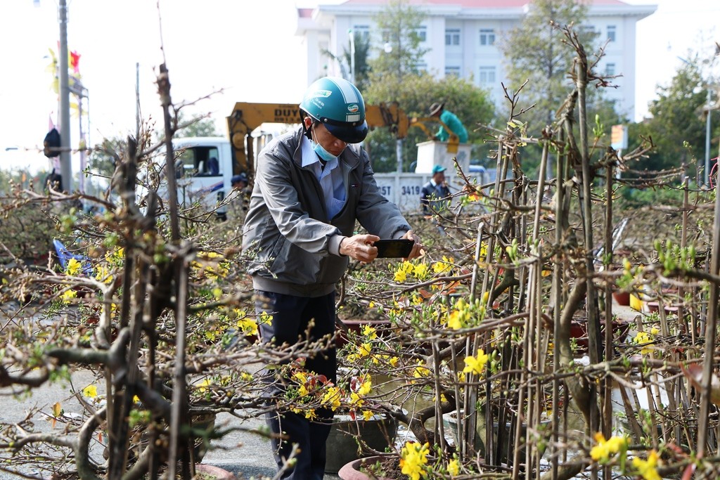 Tin nhanh - Ninh Thuận: Cận cảnh những chậu mai vàng rực giá hàng chục triệu đồng (Hình 5).