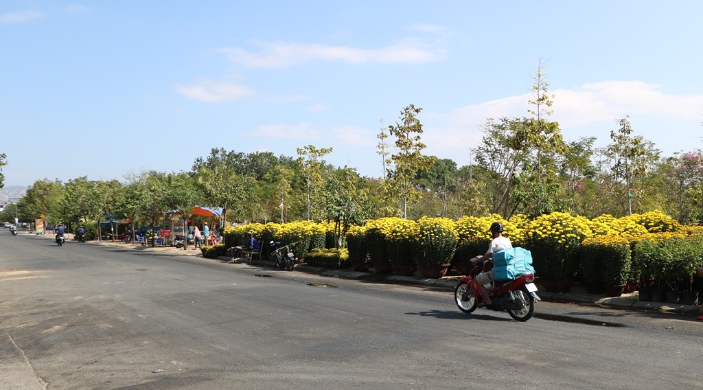 Tin nhanh - Ninh Thuận: Cận cảnh những chậu mai vàng rực giá hàng chục triệu đồng