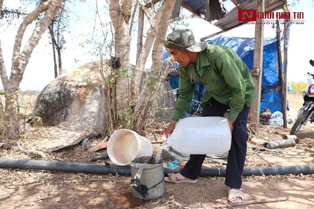 Tin nhanh - Ninh Thuận: Nhiều diện tích cây trồng lâu năm 'chết khát', người dân mất trắng hàng trăm triệu (Hình 3).