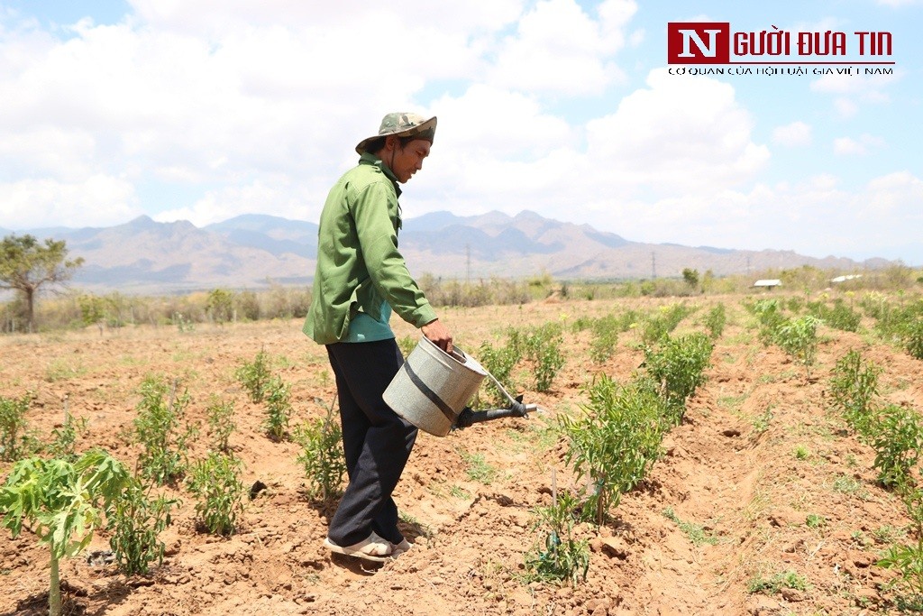 Tin nhanh - Ninh Thuận: Nhiều diện tích cây trồng lâu năm 'chết khát', người dân mất trắng hàng trăm triệu (Hình 4).