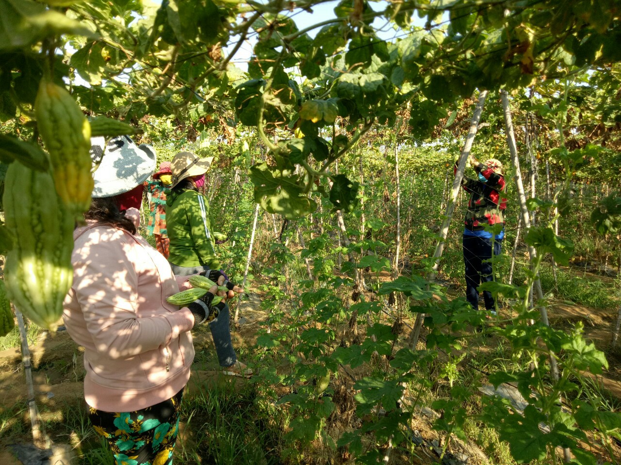 Tin nhanh - Những tấm lòng thơm thảo ở khu cách ly thôn Văn Lâm 3 (Hình 4).