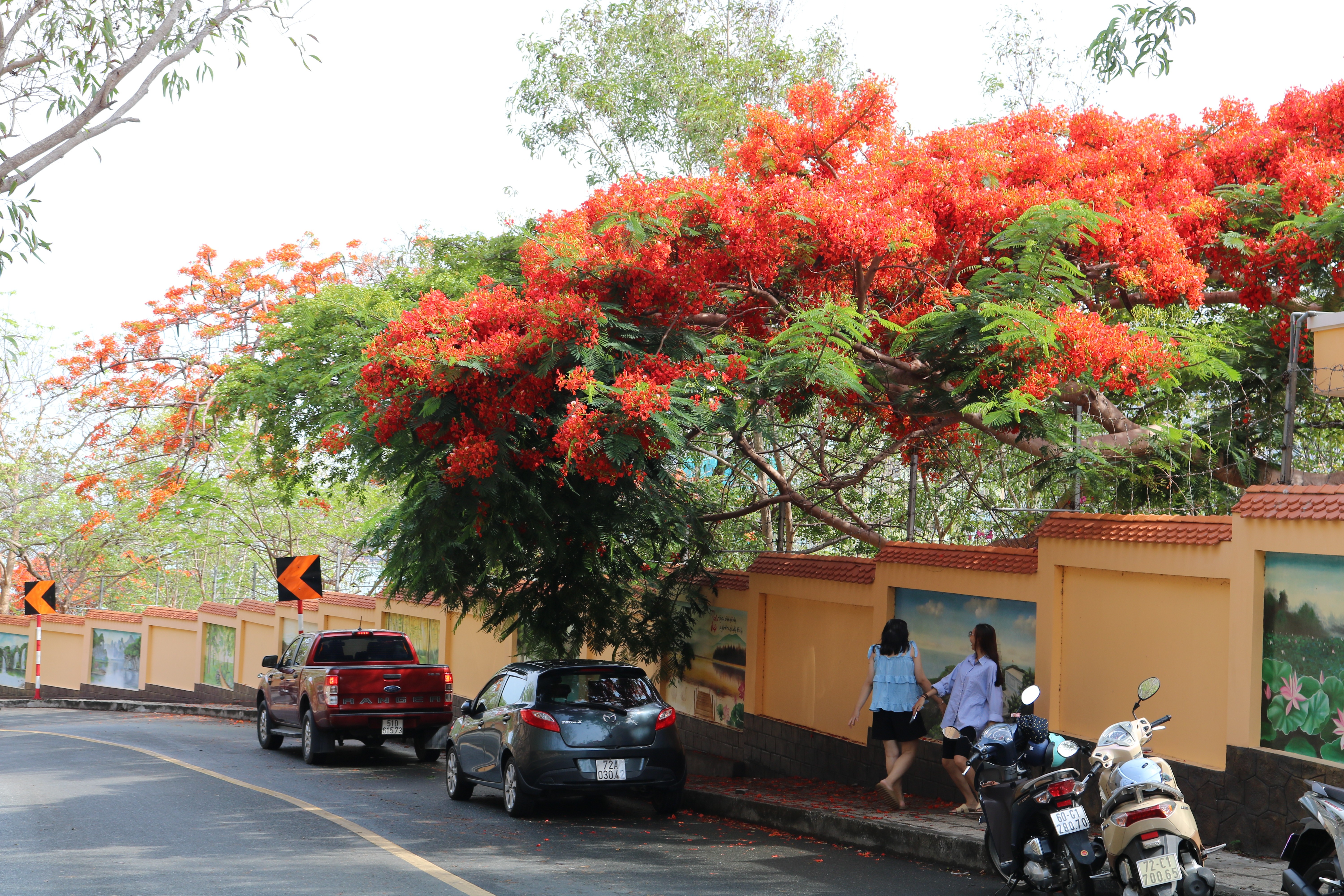 Dân sinh -  Ngắm con đường rực hoa phượng đỏ đẹp nhất ở phố biển Vũng Tàu (Hình 4).