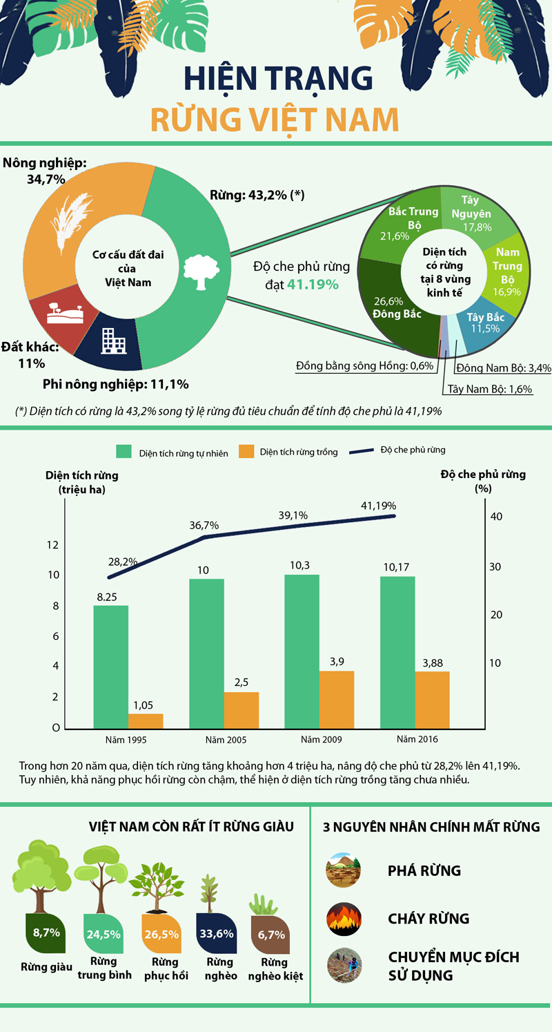 Cuộc sống xanh - Infographic: Hiện trạng rừng Việt Nam