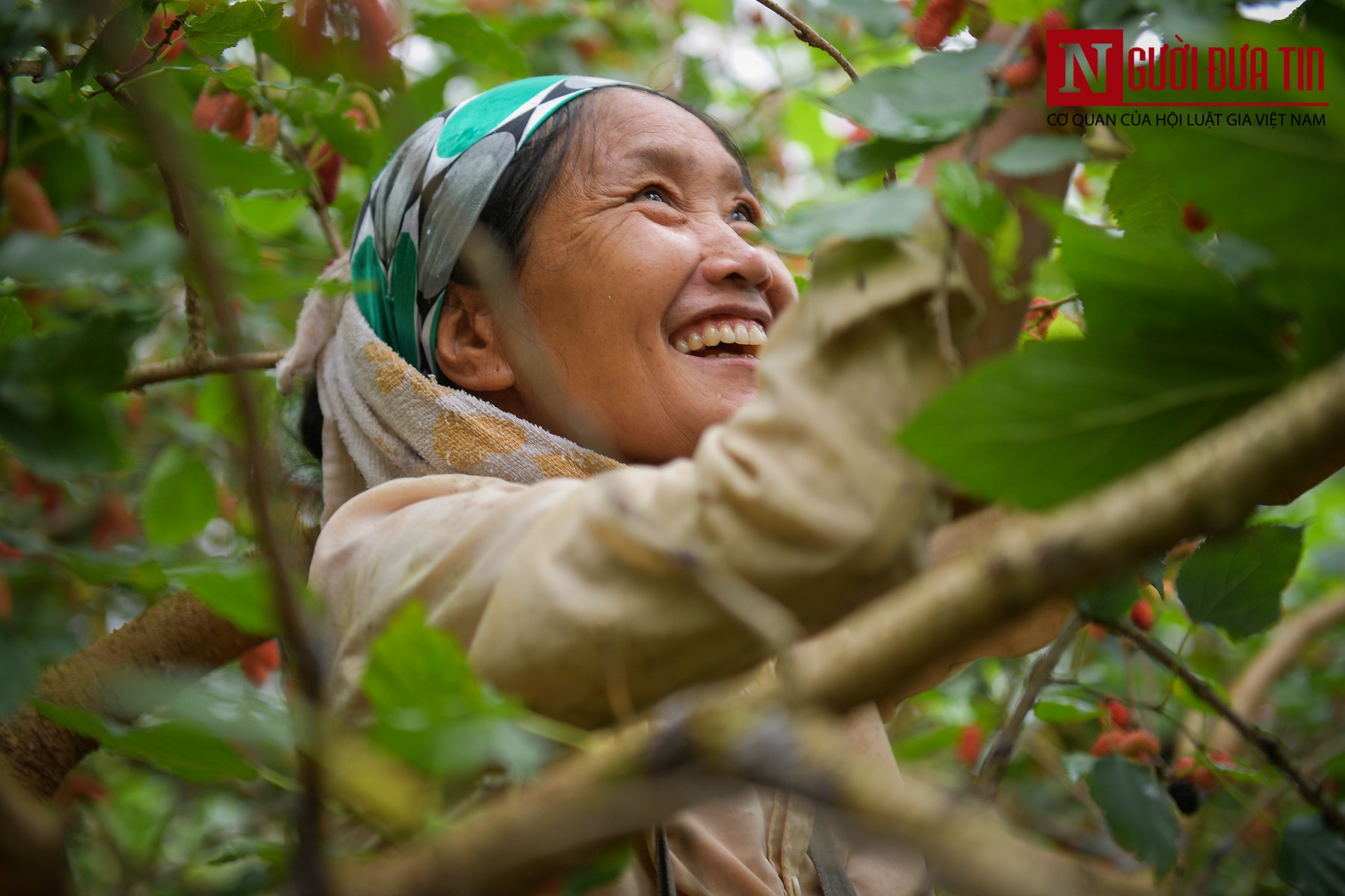 Tin nhanh - Người dân Hiệp Thuận mỏi tay thu hoạch dâu chín (Hình 11).