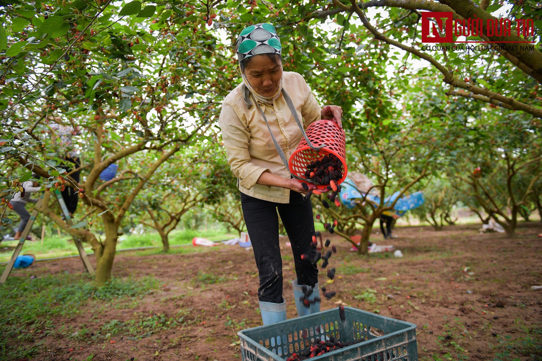 Tin nhanh - Người dân Hiệp Thuận mỏi tay thu hoạch dâu chín (Hình 9).