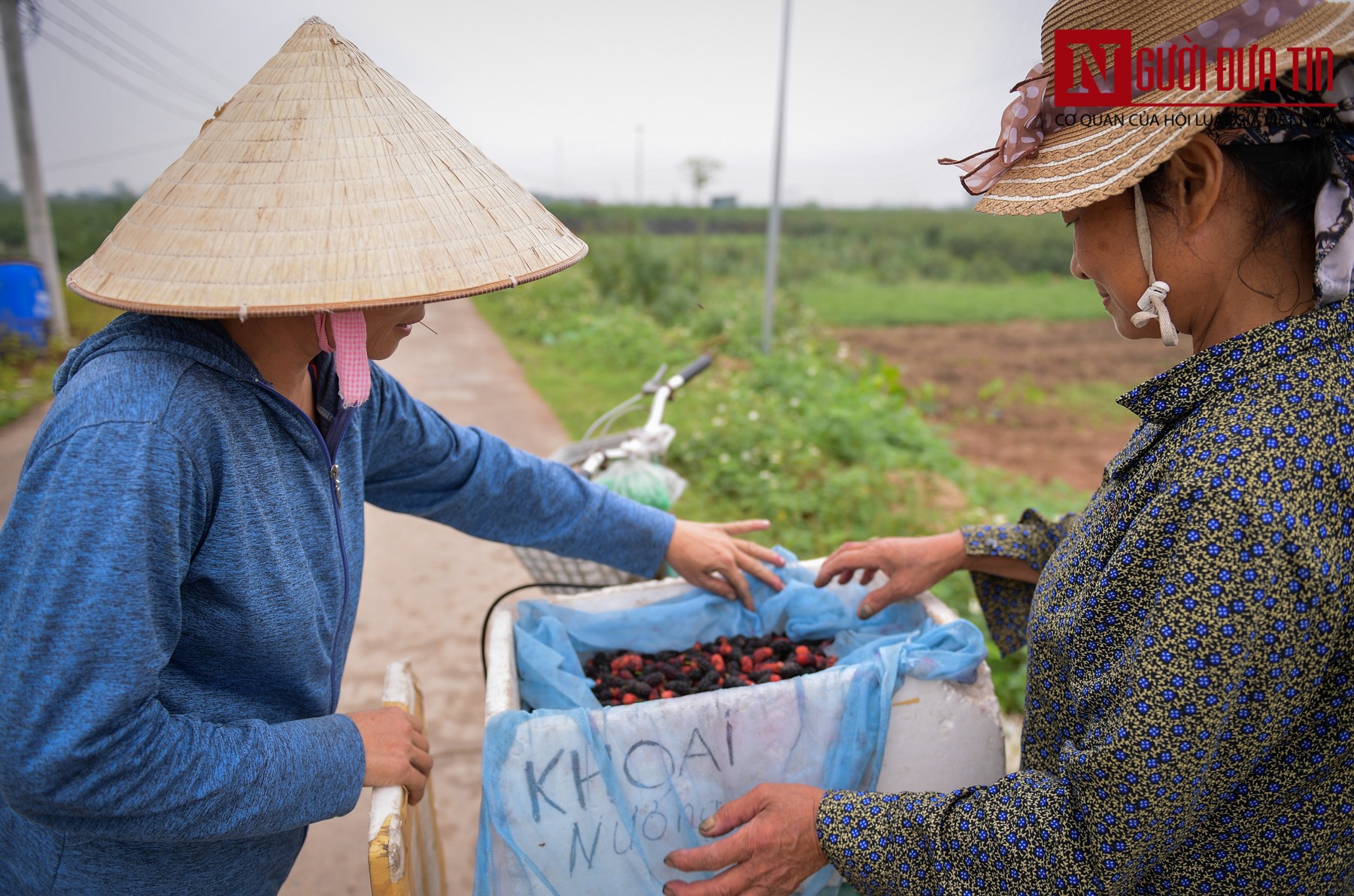 Tin nhanh - Người dân Hiệp Thuận mỏi tay thu hoạch dâu chín (Hình 14).