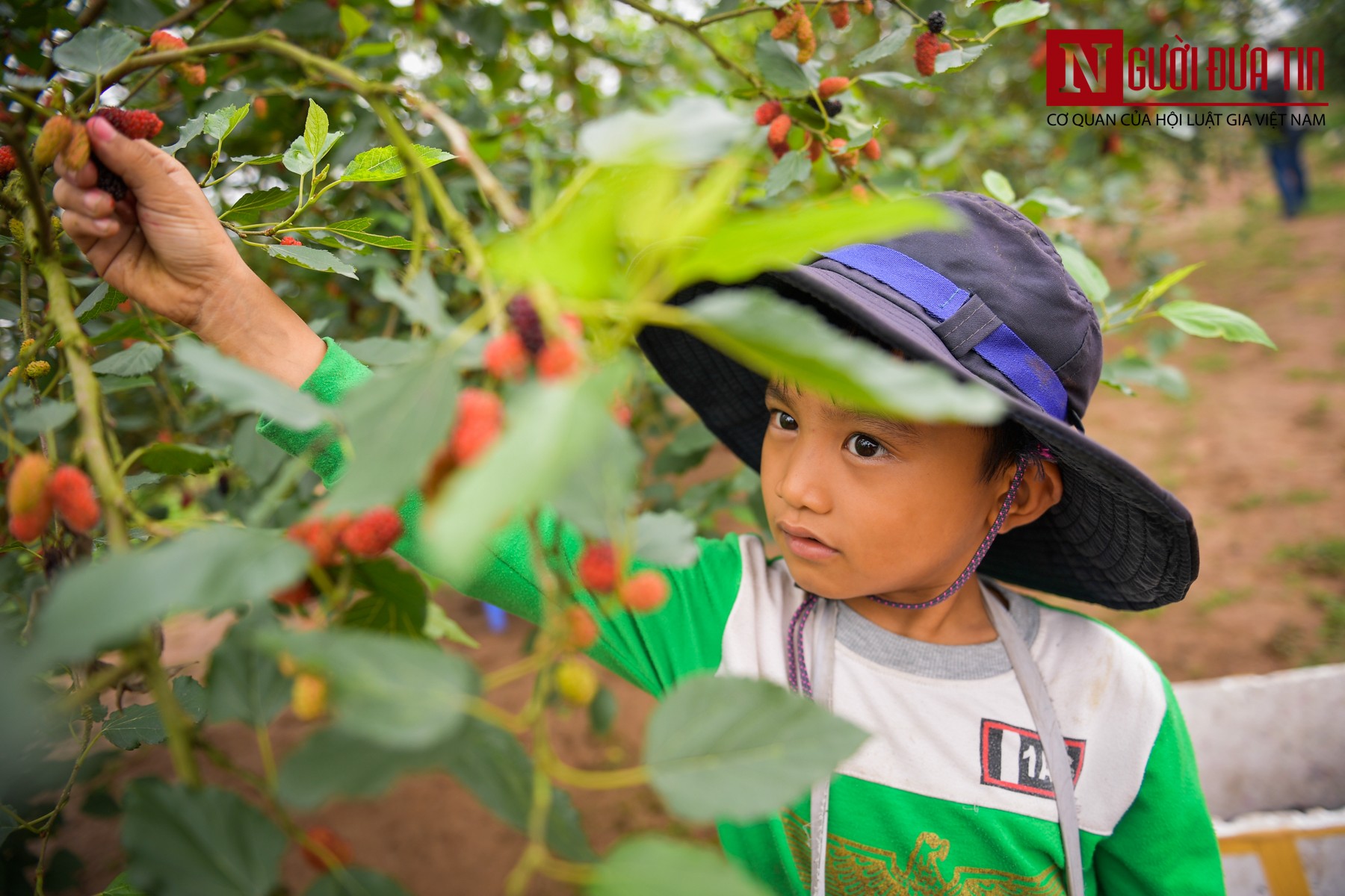 Tin nhanh - Người dân Hiệp Thuận mỏi tay thu hoạch dâu chín (Hình 7).